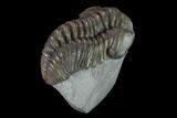 Flexicalymene Trilobite - Mt Orab, Ohio #133917-4